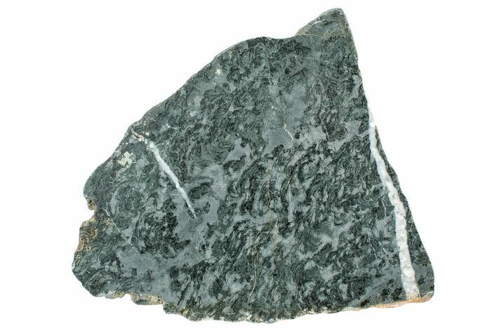 Polished Stromatolite (Alcheringa) Slab - Billion Years #239945